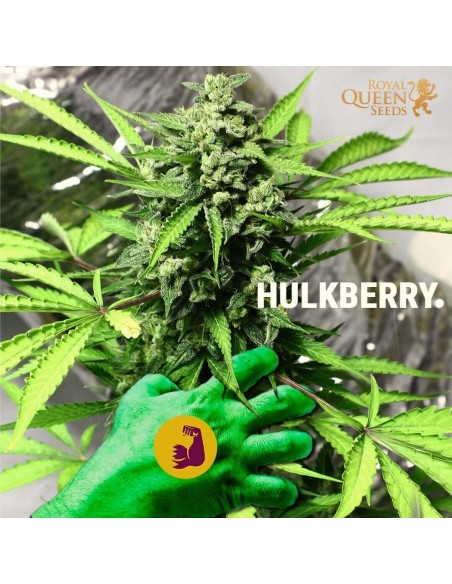 HulkBerry - Royal Queen Seeds femminizzati Royal Queen Seeds €29,00