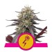 Green Punch - Royal Queen Seeds femminizzati Royal Queen Seeds €29,00