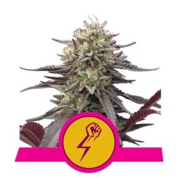 Green Punch - Royal Queen Seeds femminizzati