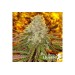 Royal Cookies - Royal Queen Seeds femminizzati Royal Queen Seeds €27,00