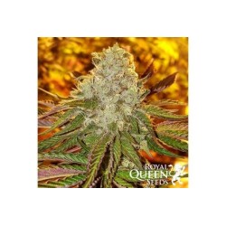 Royal Cookies - Royal Queen Seeds femminizzati