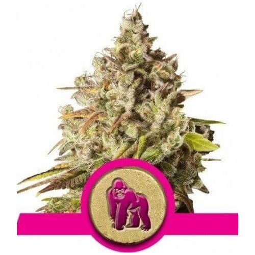 Royal Gorilla - Royal Queen Seeds femminizzati Royal Queen Seeds €27,00