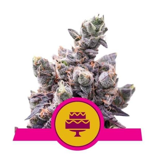 Wedding Gelato - Royal Queen Seeds femminizzati Royal Queen Seeds €32,50