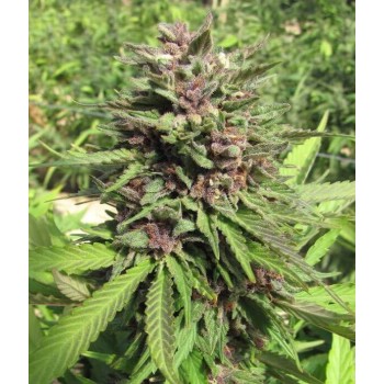 Legendary Punch - Royal Queen Seeds femminizzati Royal Queen Seeds €29,00