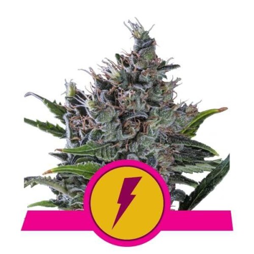 North Thunderfuck - Royal Queen Seeds femminizzati Royal Queen Seeds €27,00