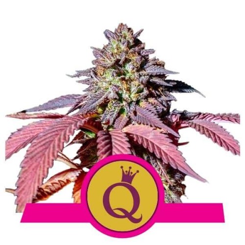 Purple Queen - Royal Queen Seeds femminizzati Royal Queen Seeds €20,00