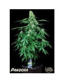 Pandora Auto - Paradise Seeds femminizzati Paradise Seeds €23,00