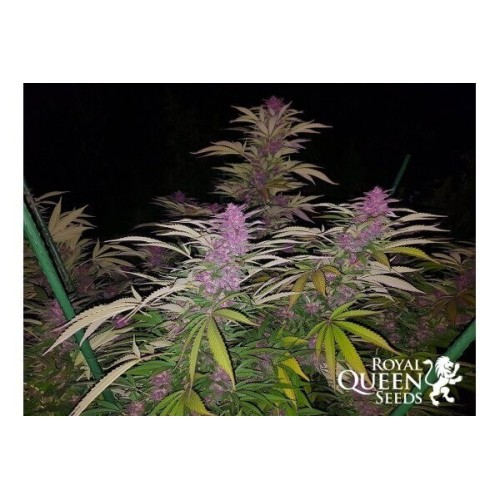 Purple Queen - Royal Queen Seeds femminizzati Royal Queen Seeds €20,00