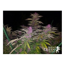 Purple Queen - Royal Queen Seeds femminizzati Royal Queen Seeds €20,00