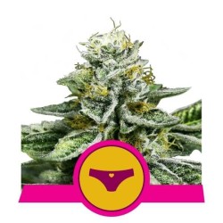 Sherbet Queen - Royal Queen Seeds femminizzati Royal Queen Seeds €25,00