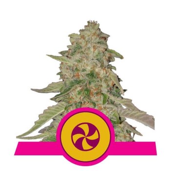 Sweet Zkittlez - Royal Queen Seeds femminizzati Royal Queen Seeds €30,00