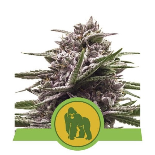 Royal Gorilla Automatic - Royal Queen Seeds femminizzati Royal Queen Seeds €27,00