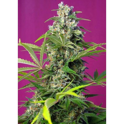 Gorilla Girl - Sweet Seeds femminizzati  €32,90