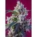 Indigo Berry Kush - Sweet Seeds femminizzati Sweet Seeds €26,50