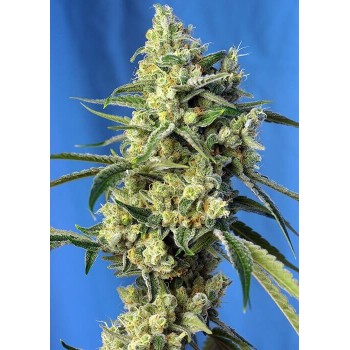 Sweet Amnesia Haze - Sweet Seeds femminizzati Sweet Seeds €25,50