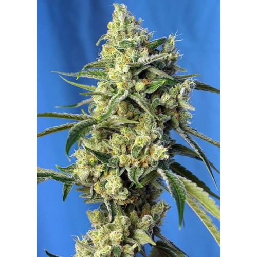 Sweet Amnesia Haze - Sweet Seeds femminizzati Sweet Seeds €25,50