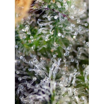 Gorilla Girl - Sweet Seeds femminizzati  €32,90 2