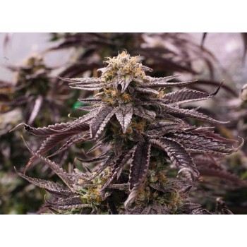 OGKZ - Humboldt Seed Organization femminizzati Humboldt Seed Organization €30,00