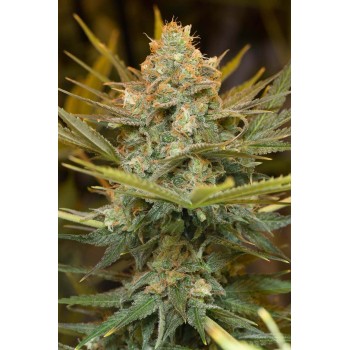 Three Blue Kings - Humboldt Seed Organization femminizzati Humboldt Seed Organization €27,00
