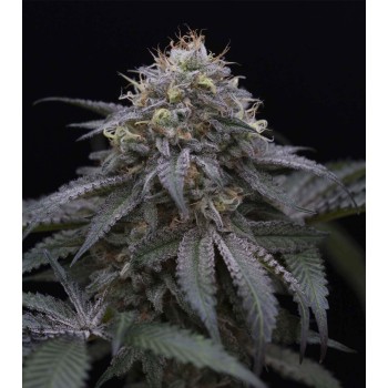 Sugar Breath - Humboldt Seed Organization femminizzati Humboldt Seed Organization €27,01