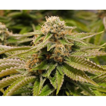 Gorilla Breath - Humboldt Seed Organization femminizzati Humboldt Seed Organization €28,00