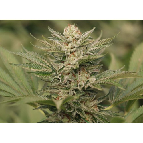 Sapphire Scout - Humboldt Seed Organization femminizzati Humboldt Seed Organization €28,00