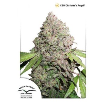 CBD Charlotte's Angel - Dutch Passion femminizzati Dutch Passion €39,50