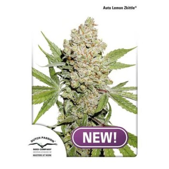 Auto Lemon Zkittle - Dutch Passion femminizzati Dutch Passion €44,95