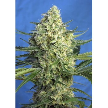 Jack 47 XL Auto - Sweet Seeds femminizzati Sweet Seeds €32,90