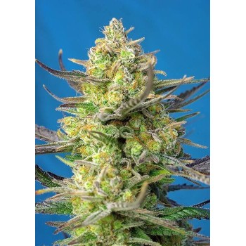 Sweet Cheese XL Auto - Sweet Seeds femminizzati Sweet Seeds €22,90