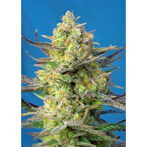 Sweet Cheese XL Auto - Sweet Seeds femminizzati Sweet Seeds €22,90