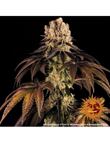 Purple Punch - Barney's Farm femminizzati Barney's Farm €35,00