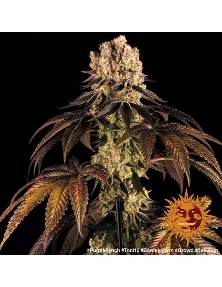 Purple Punch - Barney's Farm femminizzati Barney's Farm €35,00