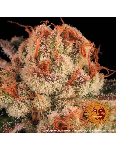 Purple Punch - Barney's Farm femminizzati Barney's Farm €35,00