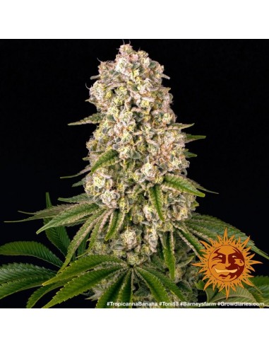 Tropicanna Banana - Barney's Farm femminizzati Barney's Farm €35,00