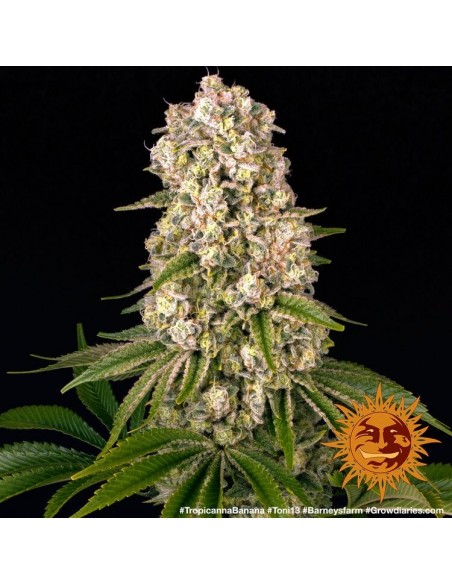 Tropicanna Banana - Barney's Farm femminizzati Barney's Farm €35,00