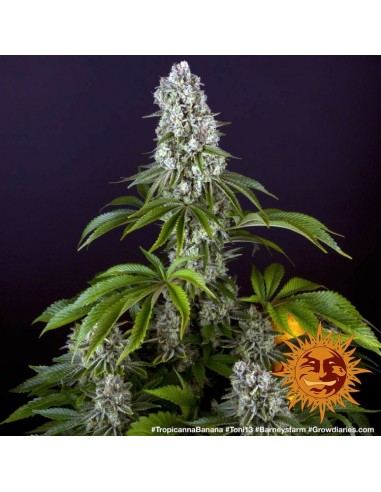 Tropicanna Banana - Barney's Farm femminizzati Barney's Farm €35,00