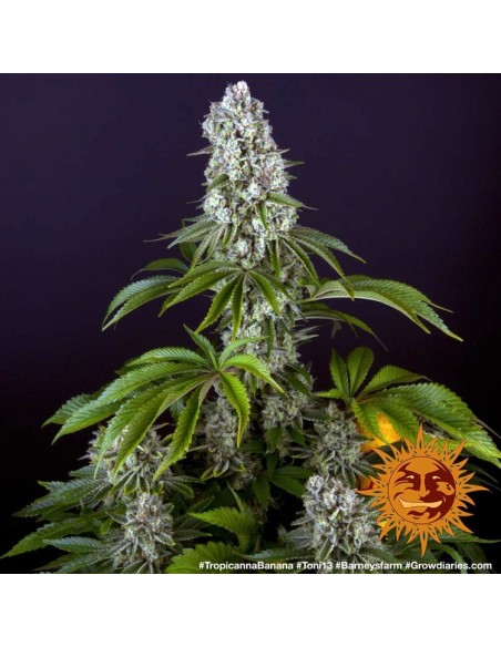 Tropicanna Banana - Barney's Farm femminizzati Barney's Farm €35,00