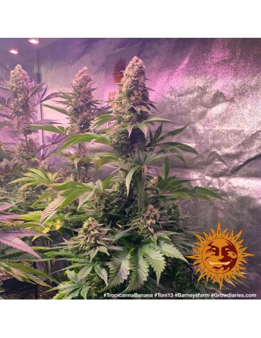 Tropicanna Banana - Barney's Farm femminizzati Barney's Farm €35,00