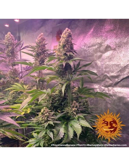 Tropicanna Banana - Barney's Farm femminizzati Barney's Farm €35,00