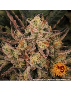 Dos Si Dos 33 - Barney's Farm femminizzati Barney's Farm €35,00 2