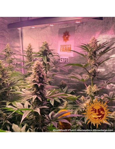 Dos Si Dos 33 - Barney's Farm femminizzati Barney's Farm €35,00