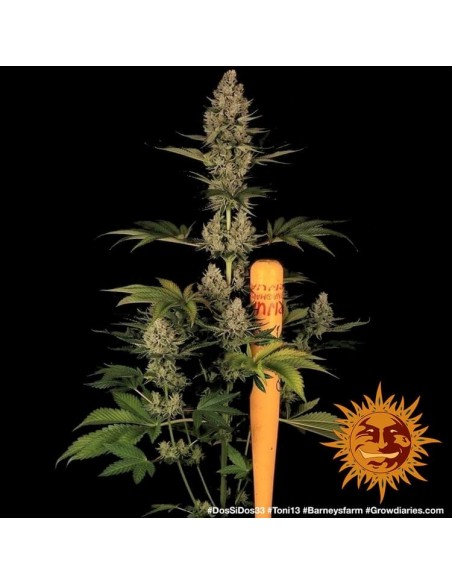 Dos Si Dos 33 - Barney's Farm femminizzati Barney's Farm €35,00