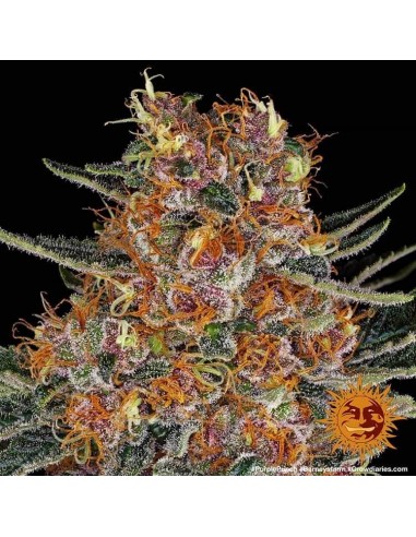 Purple Punch Auto - Barney's Farm femminizzati Barney's Farm €30,00