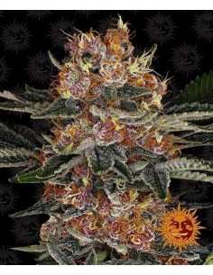 Purple Punch Auto - Barney's Farm femminizzati Barney's Farm €30,00 2