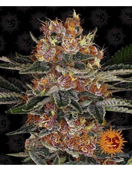 Purple Punch Auto - Barney's Farm femminizzati Barney's Farm €30,00