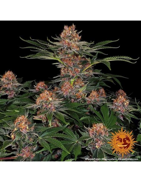Purple Punch Auto - Barney's Farm femminizzati Barney's Farm €30,00