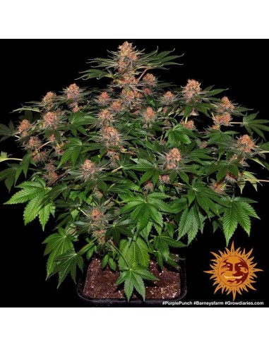 Purple Punch Auto - Barney's Farm femminizzati Barney's Farm €30,00