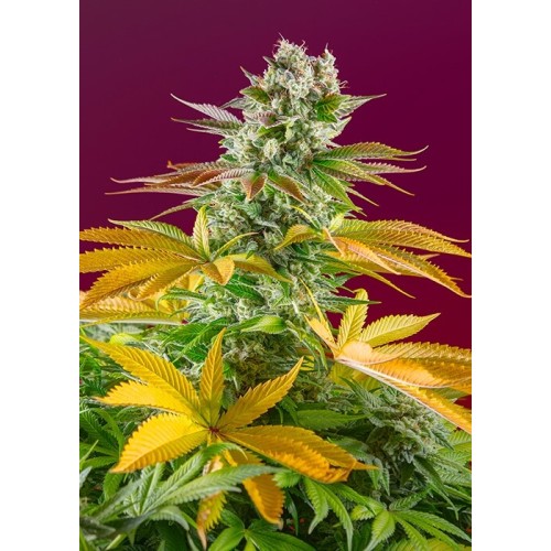 Gorilla Girl F1 Fast Version - Sweet Seeds femminizzati Sweet Seeds €29,50