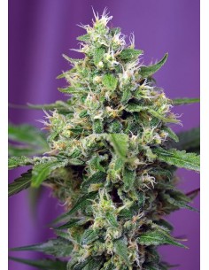 Sweet Amnesia Haze XL Auto - Sweet Seeds femminizzati Sweet Seeds €25,50
